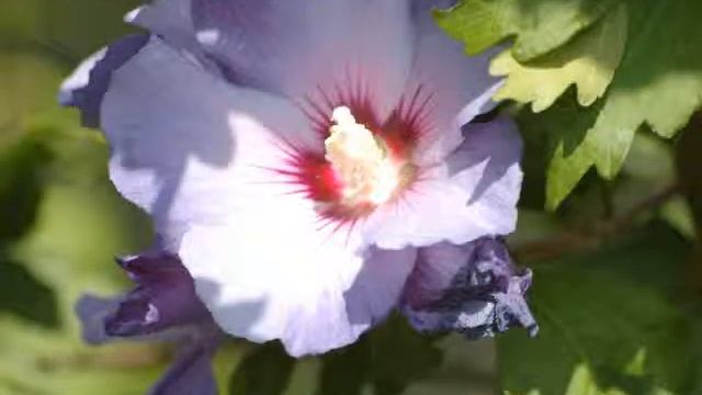 Papillon Iphiclides podalirius (Le flambé) & Hibiscus syriacus (Althéa) смотреть онлайн