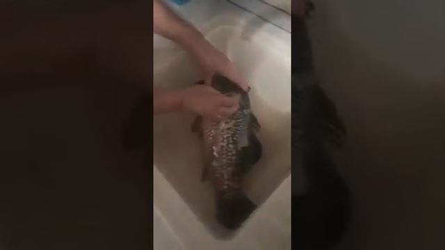 Вот так можно быстро почистить рыбу смотреть онлайн