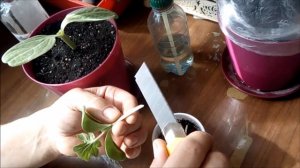 Прививка Арбуза на тыкву Лагенарию.    Grafting of Watermelon on pumpkin Lagenaria.