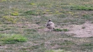 ICELAND: rjupa / rock ptarmigan / кеклики или каменные куропатки