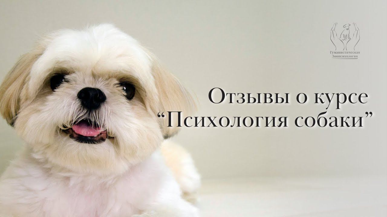 Отзывы о курсе по зоопсихологии "Психология собаки" смотреть онлайн