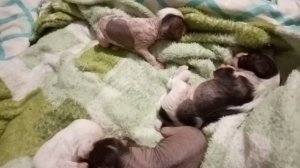 Щенки КХС. Три Сыночка И Лапочка Дочка. Китайская Хохлатая Собака