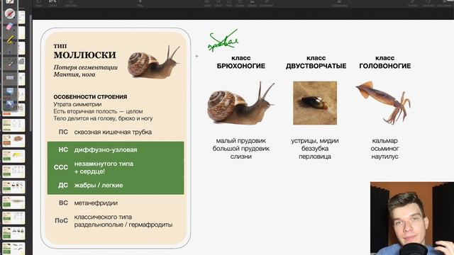 Ароморфозы Моллюсков | Биология ЕГЭ