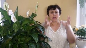 СЕКРЕТЫ ПЕРЕСАДКИ СПАТИФИЛЛУМА . ПОЧЕМУ СПАТИФИЛЛУМ НЕ ЦВЕТЕТ , ЧАСТЬ  1