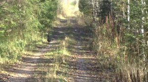 Два глухаря на дороге Two wood grouse on the road