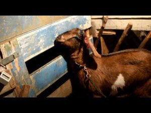 КУПИЛИ ДОМ В ДЕРЕВНЕ. НЕ ОЖИДАЛИ ТАКОГО ПОД НОВЫЙ ГОД. КОЗА СЛОМАЛА РОГА