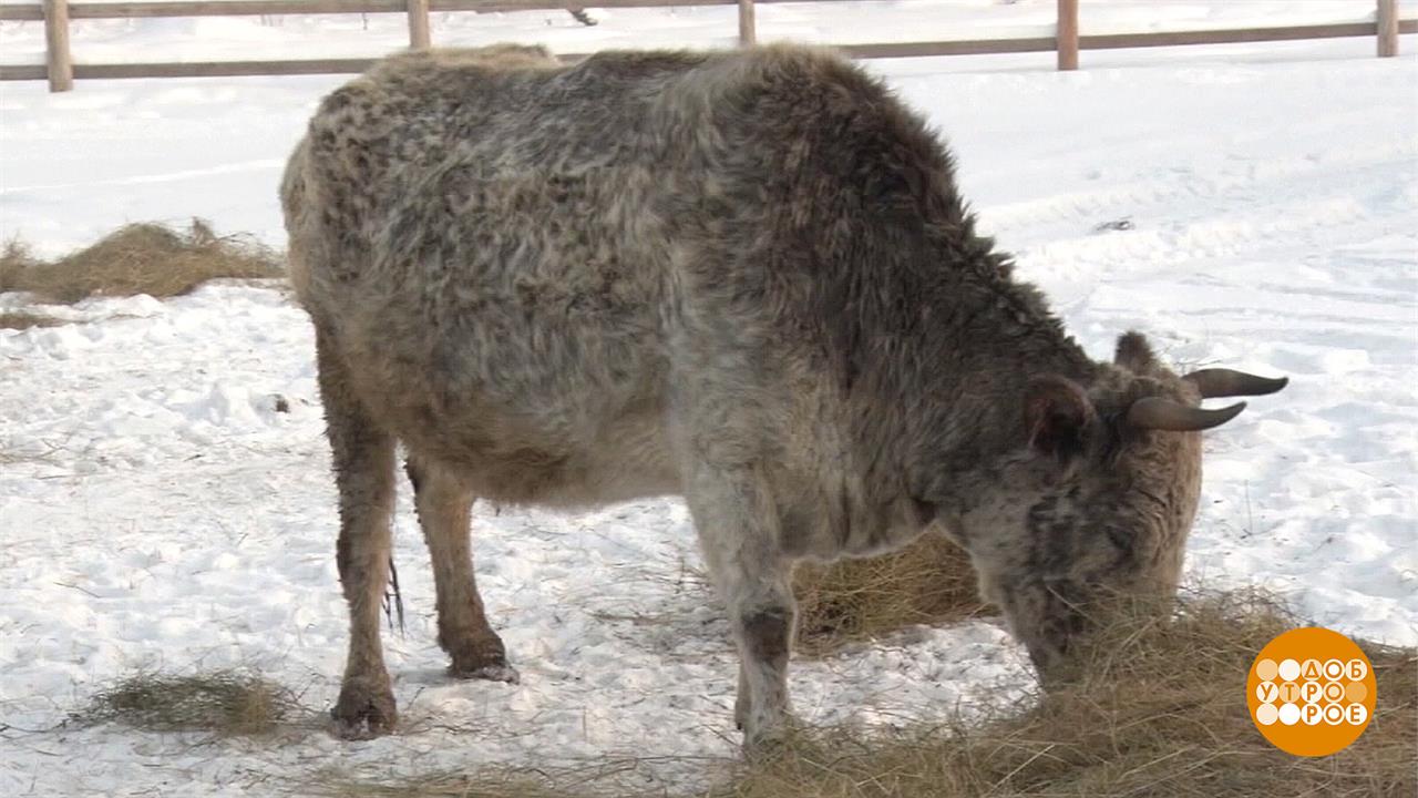 Якутская Корова Купить В России