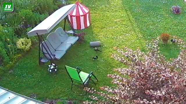 Пока спят хозяева , вороны хозяйничают :) смотреть онлайн