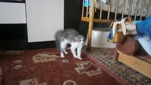 Кошки бояться всего!