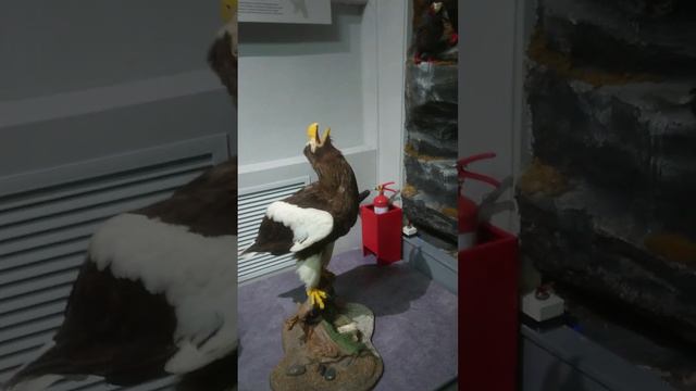 Хабаровский краеведческий музей....! 💪💪💪🔥🔥🔥🤪✌️ смотреть онлайн