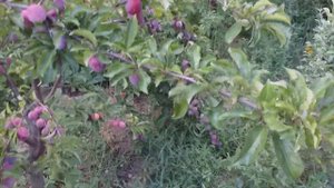 Первая диплоидная слива Лютера Бербанка. Сорт Санта Роза (plum Santa Rosa). Урожай 2022 года