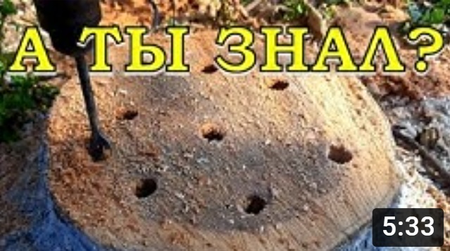 ПЕНЬ на участке - КАК ИЗБАВИТЬСЯ?!!