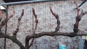 Осенняя обрезка винограда и формировка куста!