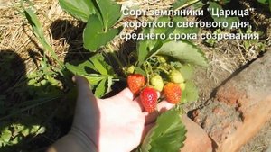 Описание сорта земляники Царица.