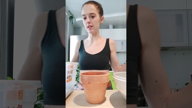 Пересадка взрослого кактуса в новый горшок. смотреть онлайн