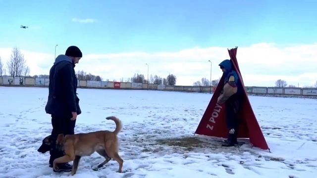 Дрессировка | Malinois | Бельгийская овчарка Малинуа | Послушание и защита | Подготовка к IGP смотреть онлайн