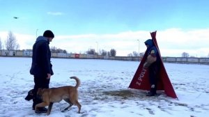 Дрессировка | Malinois | Бельгийская овчарка Малинуа | Послушание и защита | Подготовка к IGP
