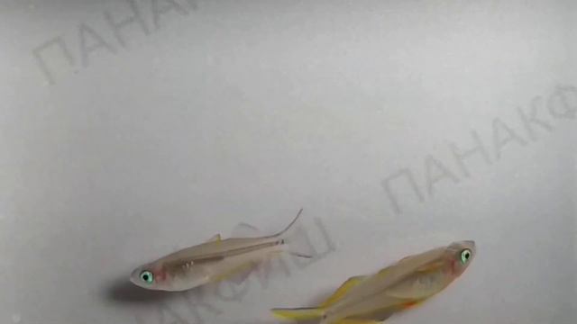 Попондетта голубоглазка (Pseudomugil furcatus) смотреть онлайн