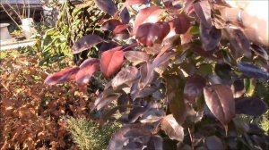 Магония вечнозелёный кустарник