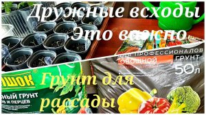 Дружные всходы даже старых семян.Важно не упустить момент.ГРУНТ для рассады.Какой выбрать.