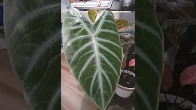 Alocasia Longiloba