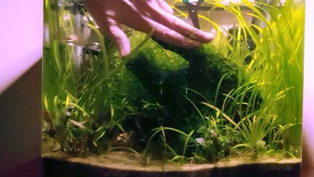 How To Trim Java Moss - Not Like A Pro - Shrimp Tank смотреть онлайн