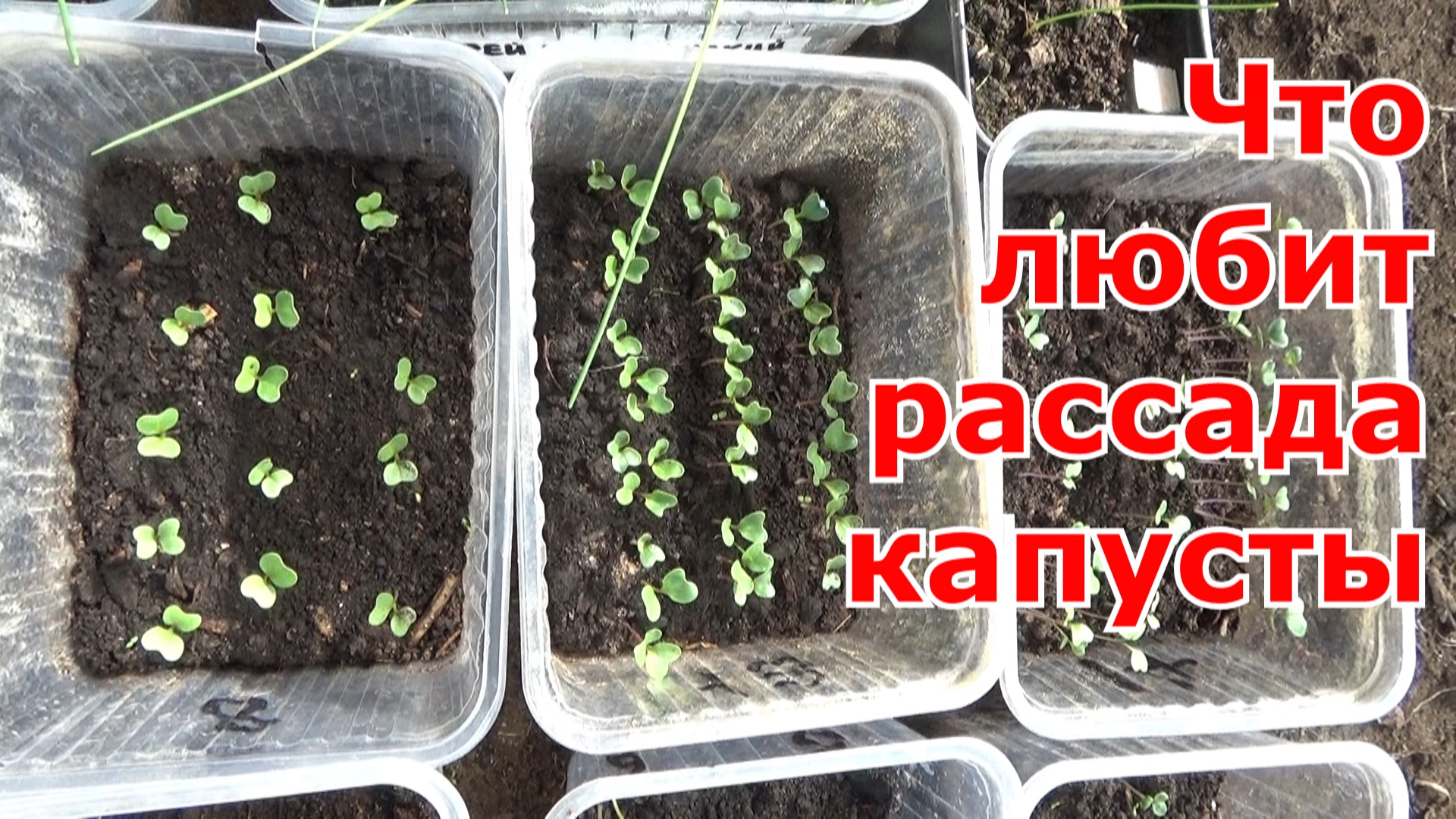 Как садить капусту на рассаду дома