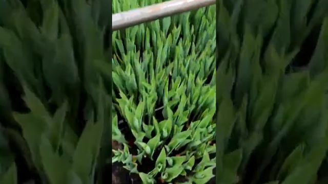 Тепличный бизнес: выгонка тюльпанов на 8 марта нашего партнера. Санкт-Петербург, часть 3. смотреть онлайн