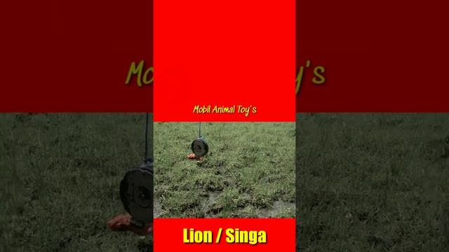 Singa || Lion #short #singa #lion #animal