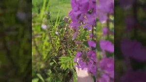 Флоксы многолетние