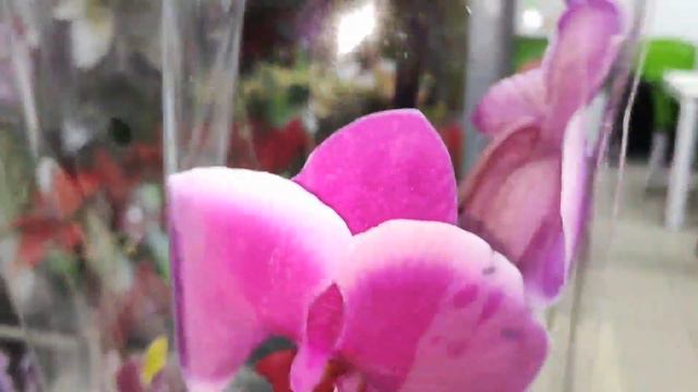 🌺ОРХИДЕИ🌺СВЕЖИЙ ЗАВОЗ#ОЛДИ#АШАН#