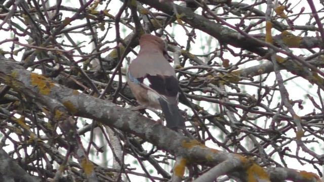 Сойка мяукает как кошка