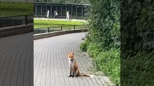 В парке на Обручева гуляет лиса