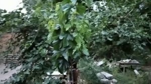 ШЕЛКОВИЦА ГАЛИЦИЯ. Развитие привитого черенка втечение одного сезона