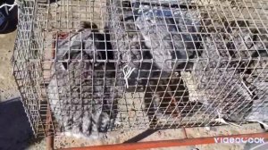 Ярмарка Кропоткин 25.02.2024