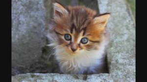 86 ЭСО  ВР и Т. (дир. Юрий Силантьев) - Фантазия на темы песен А.Колкера