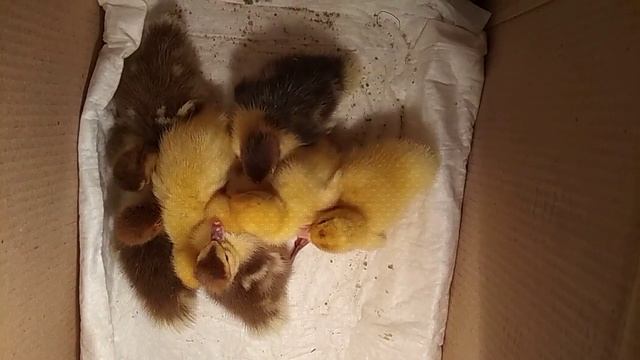 Мускусные утята из-под утки//Первое кормление. смотреть онлайн