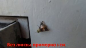 Макро объектив для экшн-камеры.