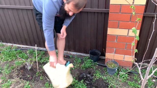 Посадка актинидия в открытый грунт , крыжовник Как правильно садить Сад И Огород, Кустарники смотреть онлайн