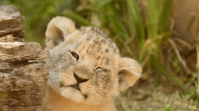 Львенок и черепаха минусовка смотреть онлайн