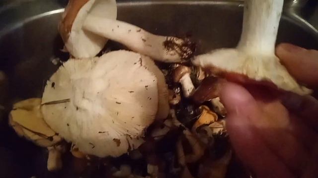 Чистые грибы,партизаны без коров, мал по-малу солю мариную морожу смотреть онлайн