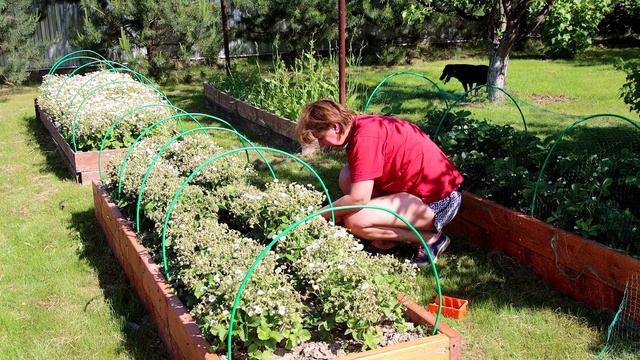 Защита клубники от птиц - натягиваем на грядки сетку смотреть онлайн