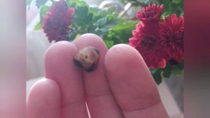 Скарификация семян ДРЕВОВИДНЫХ ПИОНОВ ??