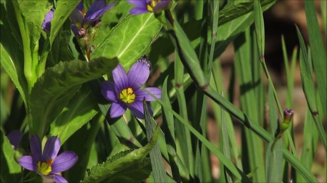 Stout Blue-eyed Grass (Sisyrinchium angustifolium) смотреть онлайн