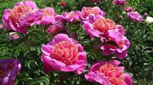 Пион НЕОН / Paeonia NEON - ОБЗОР, ОПИСАНИЕ, ЦВЕТЕНИЕ, ОТЗЫВ