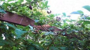 ФОРМИРОВАНИЕ  ЕЖЕВИКИ летом