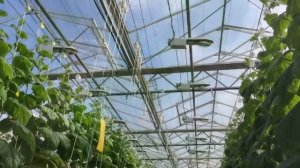 Современный тепличный комплекс