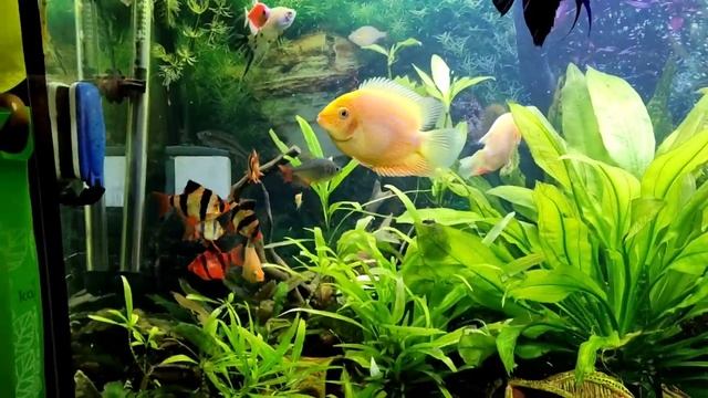 Потери рыбки? в аквариуме 300 литров. ??? смотреть онлайн