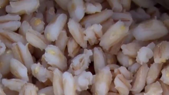 Спасительная панацея в тарелке. Перловка – польза и вред для организма.