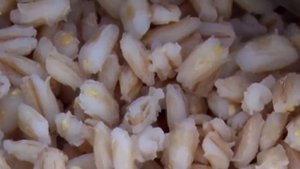 Спасительная панацея в тарелке. Перловка – польза и вред для организма.
